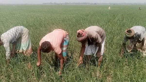 গ্রেপ্তার আতঙ্কে বাড়ি ছাড়া পাবনার হাজার কৃষক
