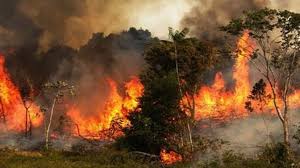 বনবিভাগ ও গ্রামবাসী কাজ করছে সুন্দরবনে আগুন, নেভাতে