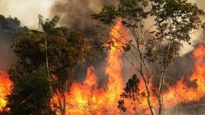 সতর্কতা জারি জ্বলছে সুন্দরবন,