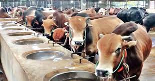 এবার সারাদেশে ১১ লাখ বেশি কোরবানির পশু বিক্রি