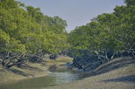 সুন্দরবন চোরাচালানিদের নিরাপদ রুট