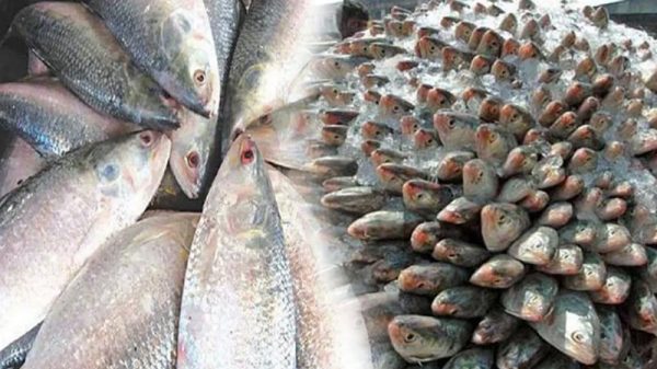 বাংলাদেশ থেকে ভারতে ৩ হাজার টন ইলিশ রপ্তানির অনুমোদন