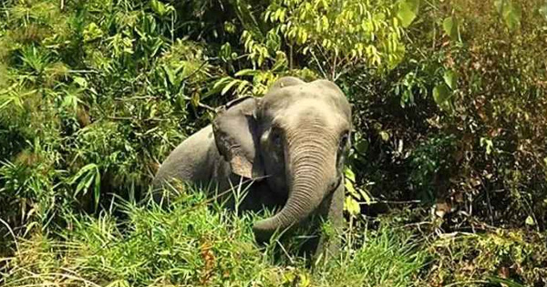 চকরিয়ায় বন্যহাতি দেখতে গিয়ে বলি হলো বৃদ্ধা