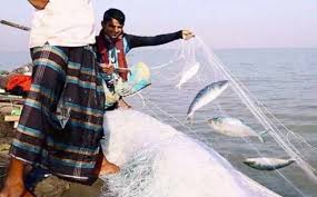 রবিবার থেকে ইলিশ আহরণ ২২ দিন বন্ধ