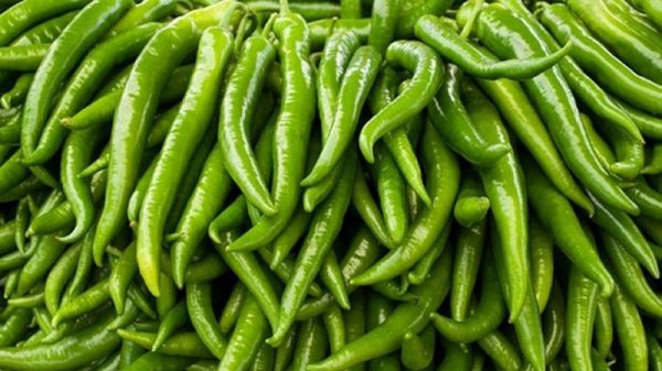 কাঁচা মরিচের কেজি ৫০০ টাকা