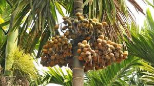 ভোলা সুপারি গাছে উঠে প্রাণ গেল ৭০ বছরের বৃদ্ধার