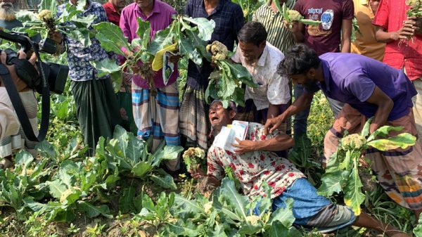 ফুলকপি ক্ষেতেই জ্ঞান হারালেন কৃষক