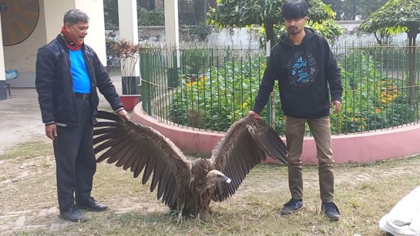 রংপুরেহিমালয়ী গৃধিনী জাতের শকুন উদ্ধার