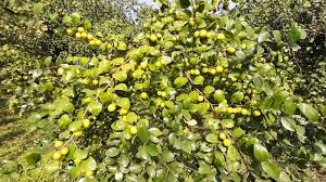 এক মৌসুমেই ২২ লাখ টাকার বরই বিক্রি ভোলার হোসেন