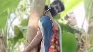 ঝালকাঠি একই দড়িতে মা-ছেলের ঝুলন্ত লাশ