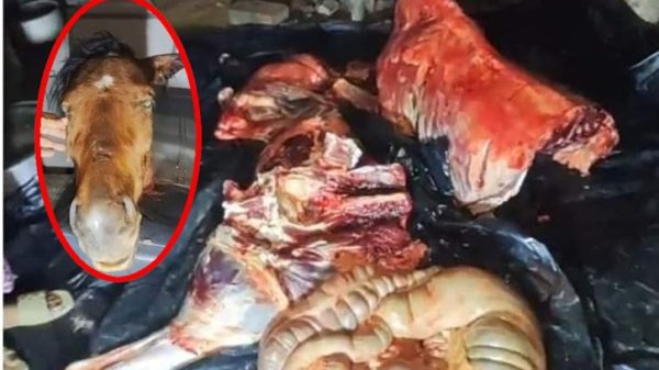 টাঈাইল গরুর মাংস বলে ঘোড়ার মাংস বিক্রি, কসাই আটক!