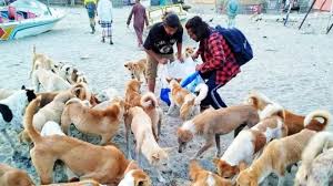 প্রজনন অক্ষম করা হচ্ছে সেন্টমার্টিনের সব বেওয়ারিশ কুকুর
