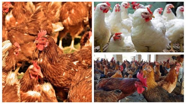 রোজায় মুরগির দাম বাড়ল কেজিতে ২০ থেকে ১০০ টাকা